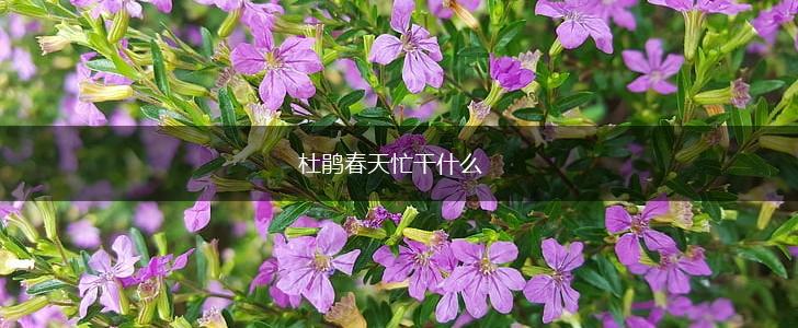杜鹃春天忙干什么,第1张