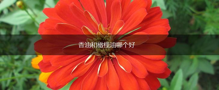 香油和橄榄油哪个好,第1张
