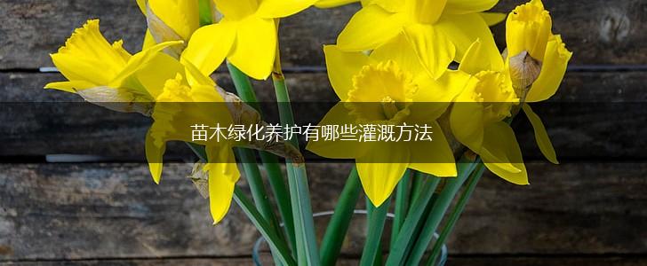 苗木绿化养护有哪些灌溉方法,第1张