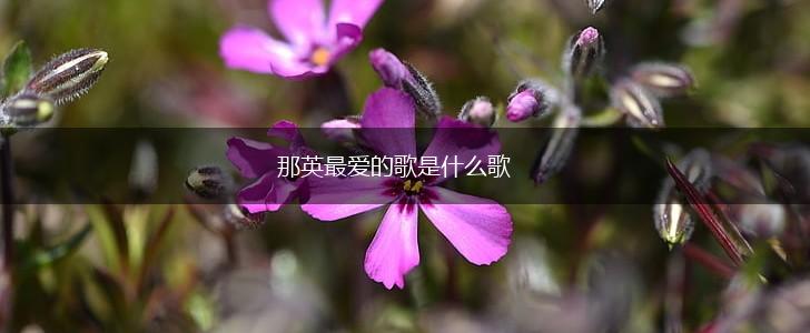 那英最爱的歌是什么歌,第1张