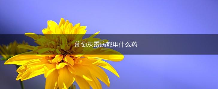 葡萄灰霉病都用什么药,第1张