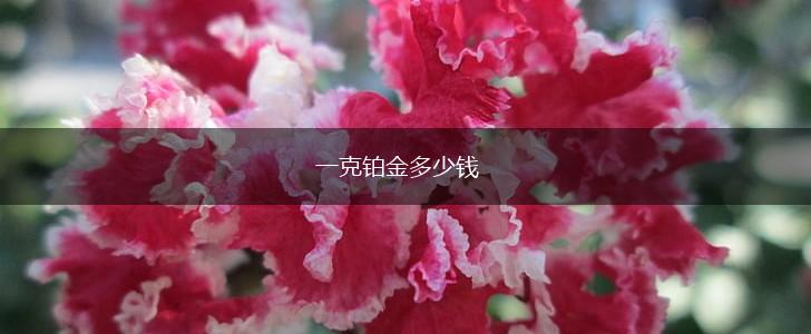 一克铂金多少钱,第1张