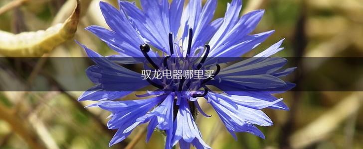驭龙电器哪里买,第1张