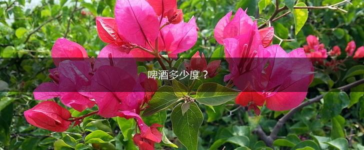 啤酒多少度？,第1张