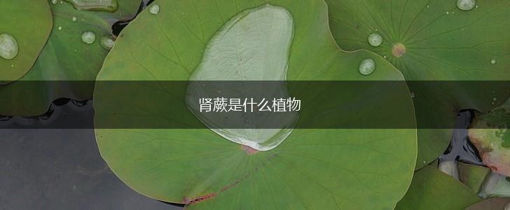 肾蕨是什么植物,第1张