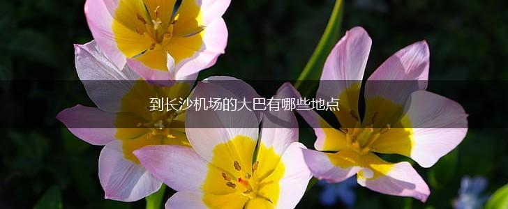到长沙机场的大巴有哪些地点,第1张