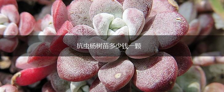 抗虫杨树苗多少钱一颗,第1张