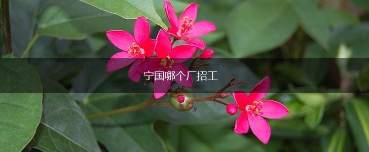 宁国哪个厂招工,第1张