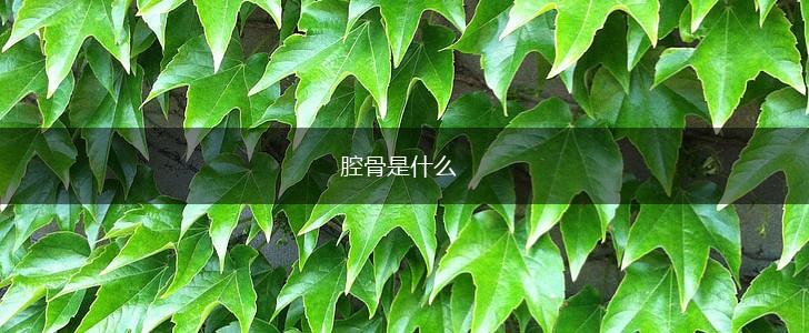 腔骨是什么,第1张