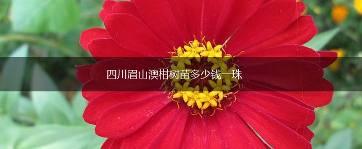 四川眉山澳柑树苗多少钱一珠,第1张