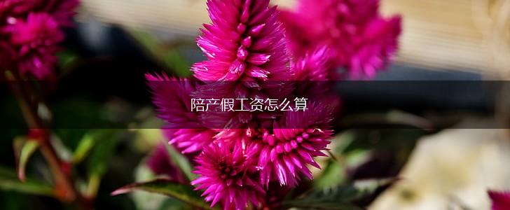 陪产假工资怎么算,第1张