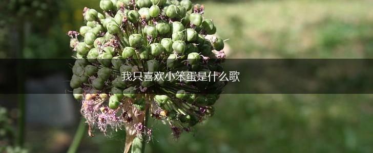 我只喜欢小笨蛋是什么歌,第1张