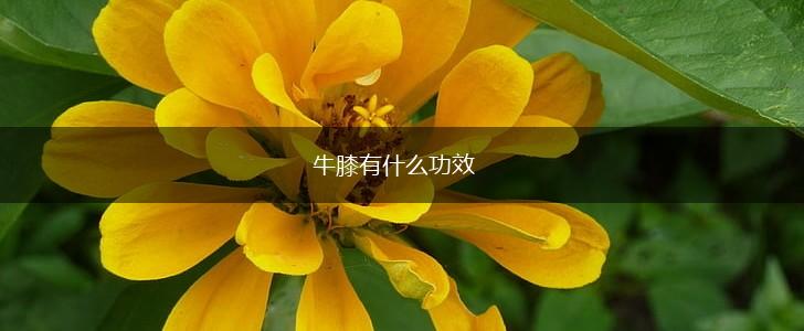 牛膝有什么功效,第1张