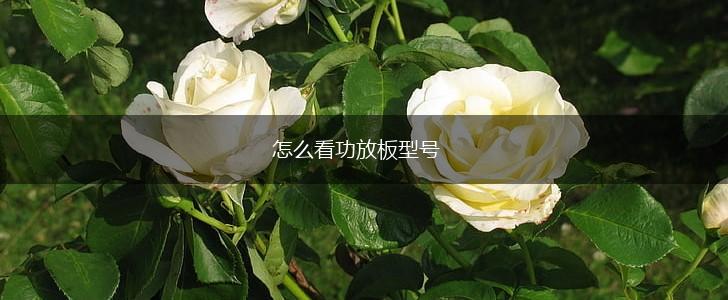 怎么看功放板型号,第1张