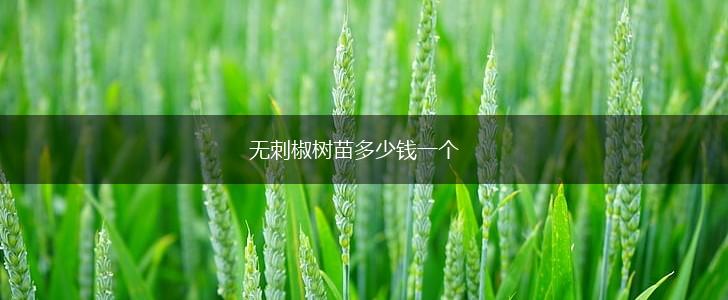 无刺椒树苗多少钱一个,第1张
