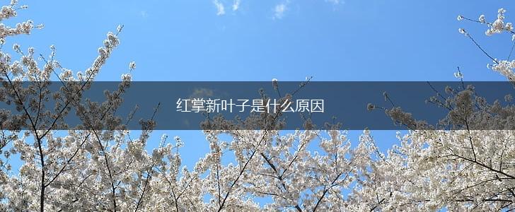 红掌新叶子是什么原因,第1张