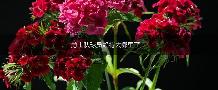 勇士队球员赖特去哪里了,第1张