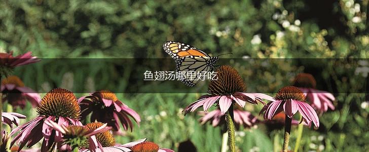 鱼翅汤哪里好吃,第1张
