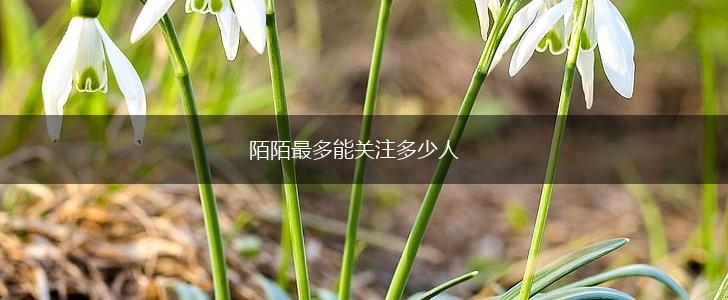 陌陌最多能关注多少人,第1张