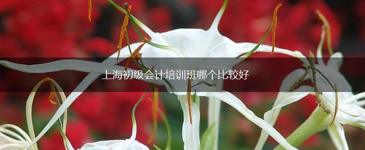 上海初级会计培训班哪个比较好,第1张