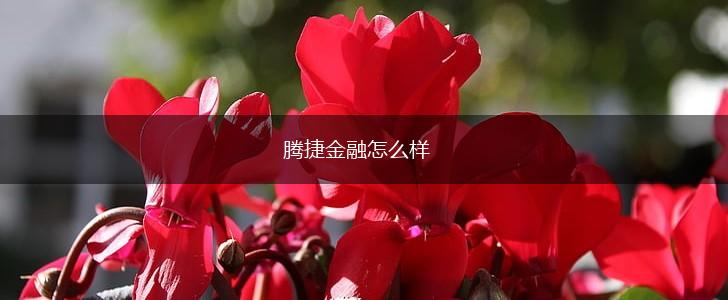 腾捷金融怎么样,第1张