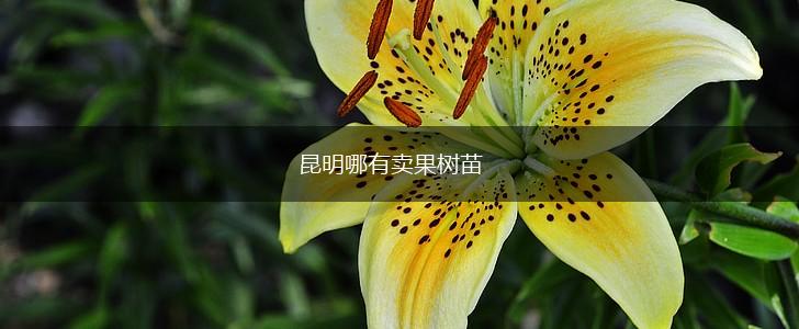 昆明哪有卖果树苗,第1张
