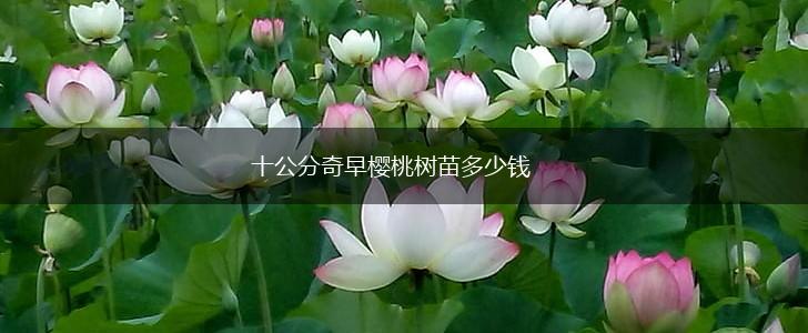 十公分奇早樱桃树苗多少钱,第1张