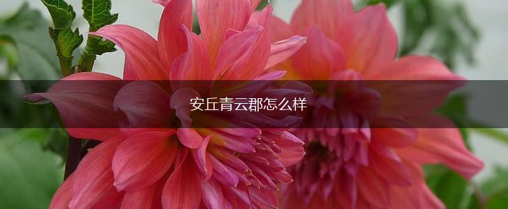 安丘青云郡怎么样,第1张