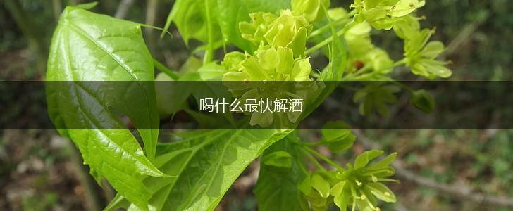 喝什么最快解酒,第1张