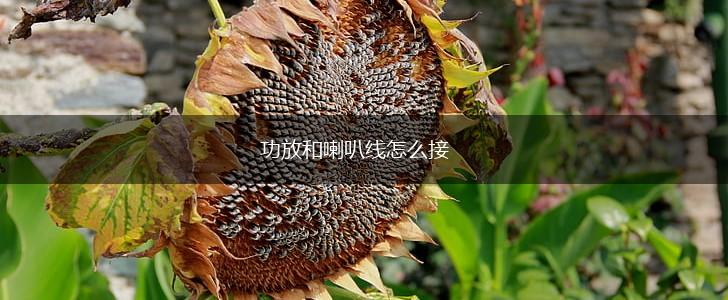 功放和喇叭线怎么接,第1张