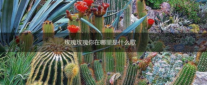玫瑰玫瑰你在哪里是什么歌,第1张