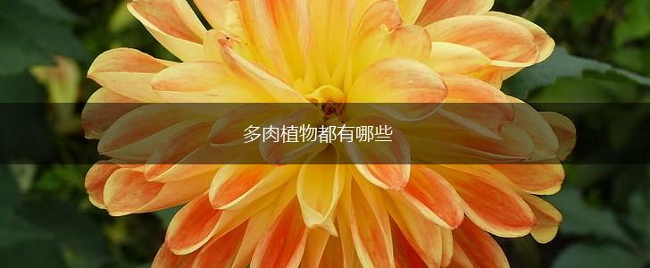 多肉植物都有哪些,第1张