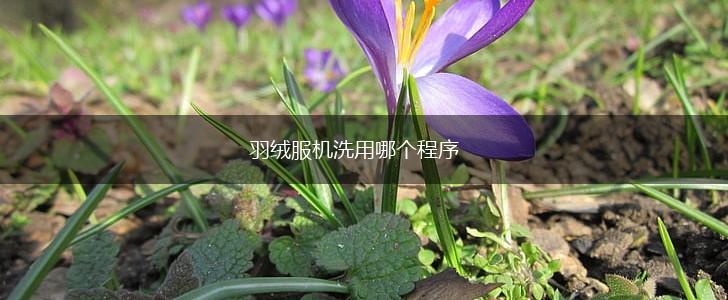 羽绒服机洗用哪个程序,第1张