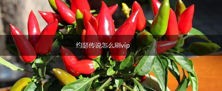 约瑟传说怎么刷vip,第1张