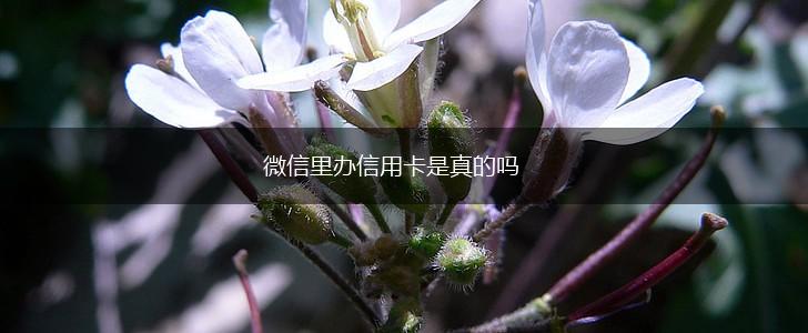 微信里办信用卡是真的吗,第1张