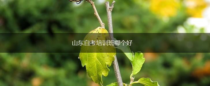 山东自考培训班哪个好,第1张