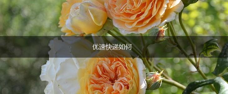 优速快递如何,第1张