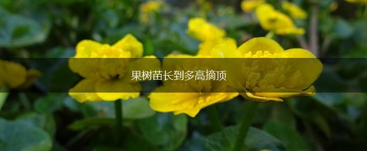 果树苗长到多高摘顶,第1张