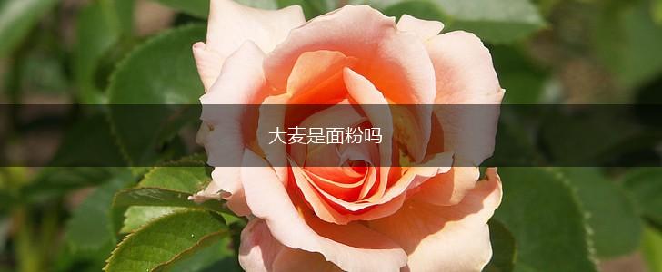 大麦是面粉吗,第1张