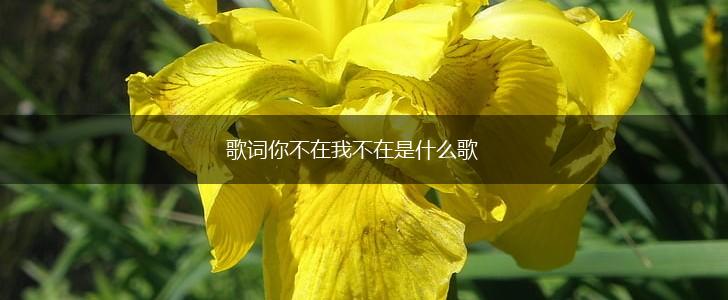 歌词你不在我不在是什么歌,第1张