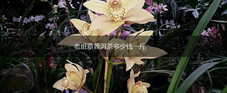 老班章普洱茶多少钱一斤,第1张