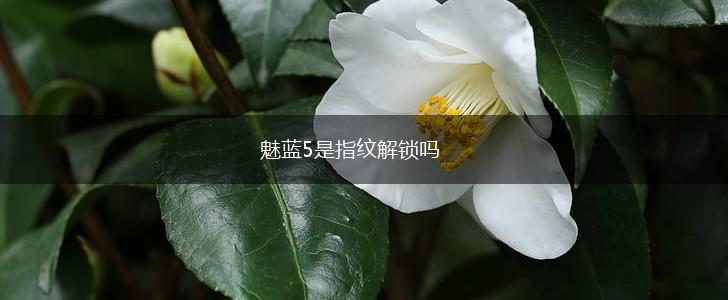 魅蓝5是指纹解锁吗,第1张