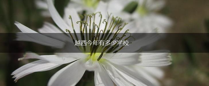 越西今年有多少学校,第1张