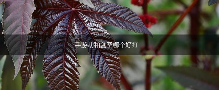 手游劫和剑圣哪个好打,第1张