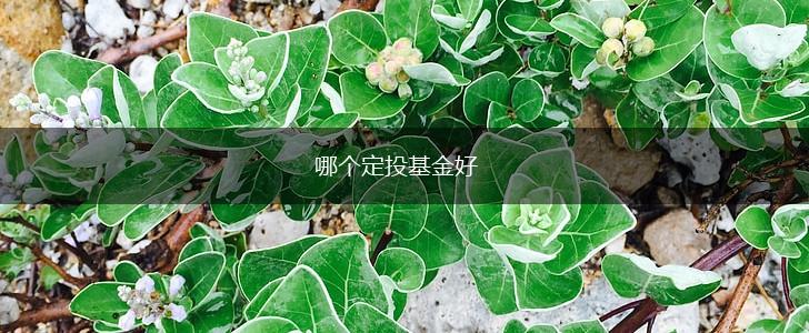 哪个定投基金好,第1张
