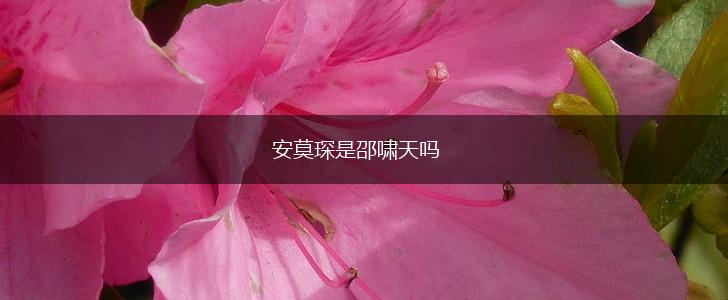 安莫琛是邵啸天吗,第1张