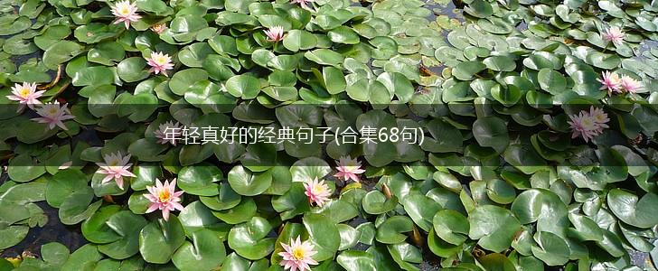 年轻真好的经典句子(合集68句),第1张