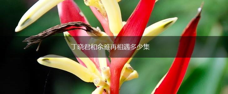 丁晓君和余雅再相遇多少集,第1张