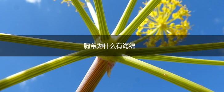胸罩为什么有海绵,第1张