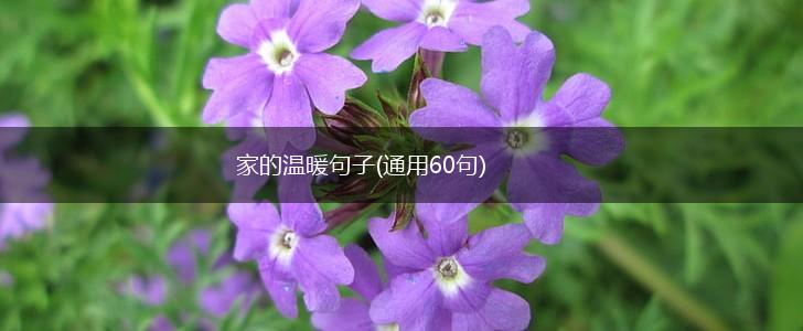 家的温暖句子(通用60句),第1张